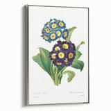 Neoclassical Art Prints: Primula Auricula (1827) by Pierre-Joseph Redouté