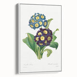 Neoclassical Art Prints: Primula Auricula (1827) by Pierre-Joseph Redouté