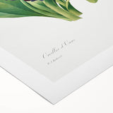 Neoclassical Art Prints: Primula Auricula (1827) by Pierre-Joseph Redouté