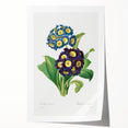 Neoclassical Art Prints: Primula Auricula (1827) by Pierre-Joseph Redouté