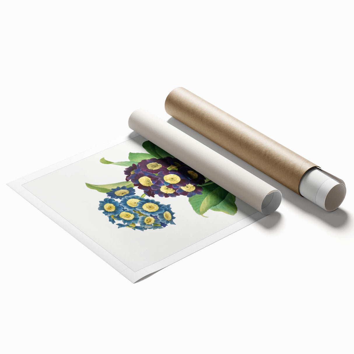 Neoclassical Art Prints: Primula Auricula (1827) by Pierre-Joseph Redouté