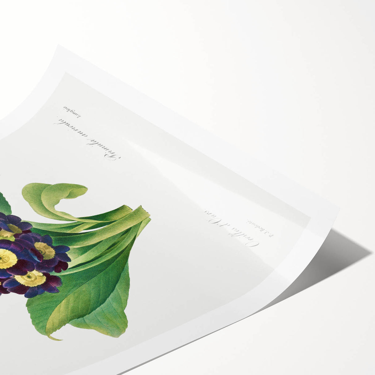 Neoclassical Art Prints: Primula Auricula (1827) by Pierre-Joseph Redouté