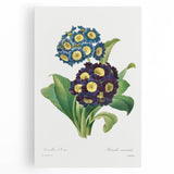 Neoclassical Art Prints: Primula Auricula (1827) by Pierre-Joseph Redouté