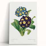 Neoclassical Art Prints: Primula Auricula (1827) by Pierre-Joseph Redouté