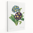 Neoclassical Art Prints: Primula Auricula (1827) by Pierre-Joseph Redouté