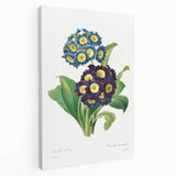 Neoclassical Art Prints: Primula Auricula (1827) by Pierre-Joseph Redouté