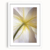 Abstract art print depicting close-up floral designs in soft pastels on a white-framed canvas.