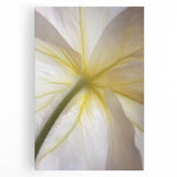 Black and white close-up floral photo on large stretched canvas, suitable as kitchen wall art.