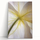 Black and white floral close-up on stretched canvas, ideal for kitchen wall art or bedroom ambiance.