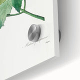 Neoclassical Art Prints: Purple Mallow by Pierre-Joseph Redouté