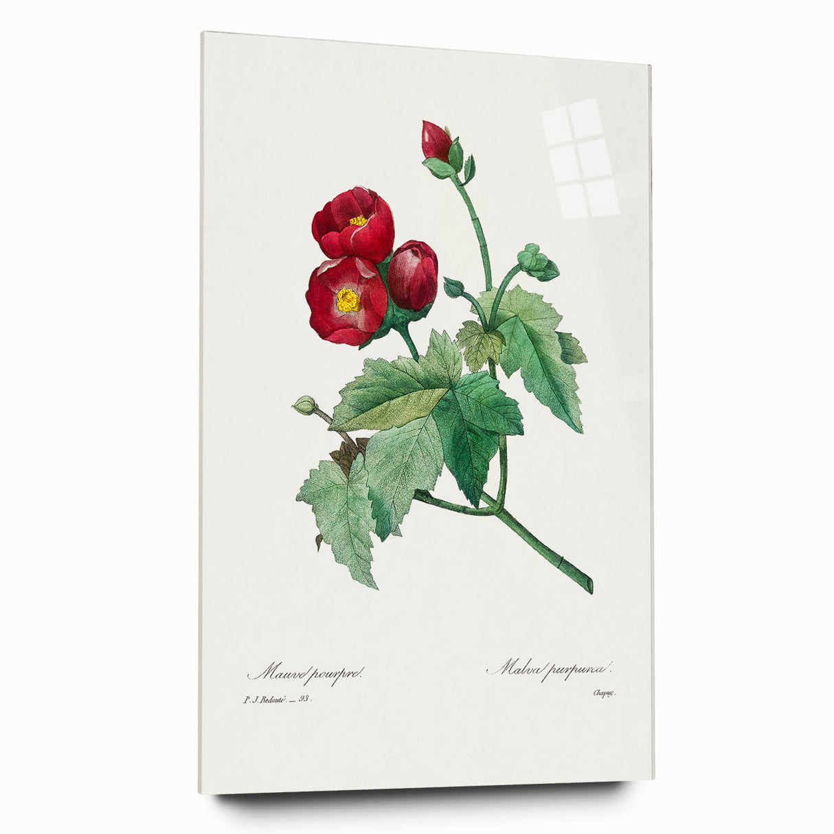 Neoclassical Art Prints: Purple Mallow by Pierre-Joseph Redouté