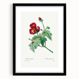 Neoclassical Art Prints: Purple Mallow by Pierre-Joseph Redouté