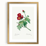 Neoclassical Art Prints: Purple Mallow by Pierre-Joseph Redouté