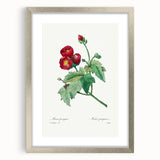 Neoclassical Art Prints: Purple Mallow by Pierre-Joseph Redouté