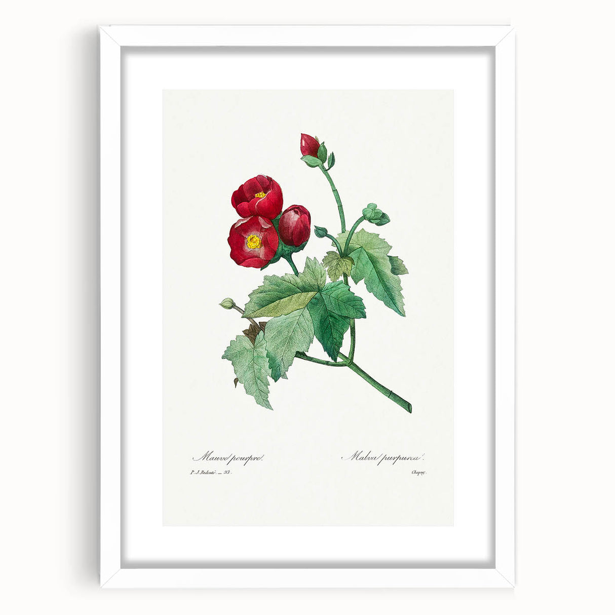 Neoclassical Art Prints: Purple Mallow by Pierre-Joseph Redouté