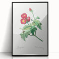 Neoclassical Art Prints: Purple Mallow by Pierre-Joseph Redouté
