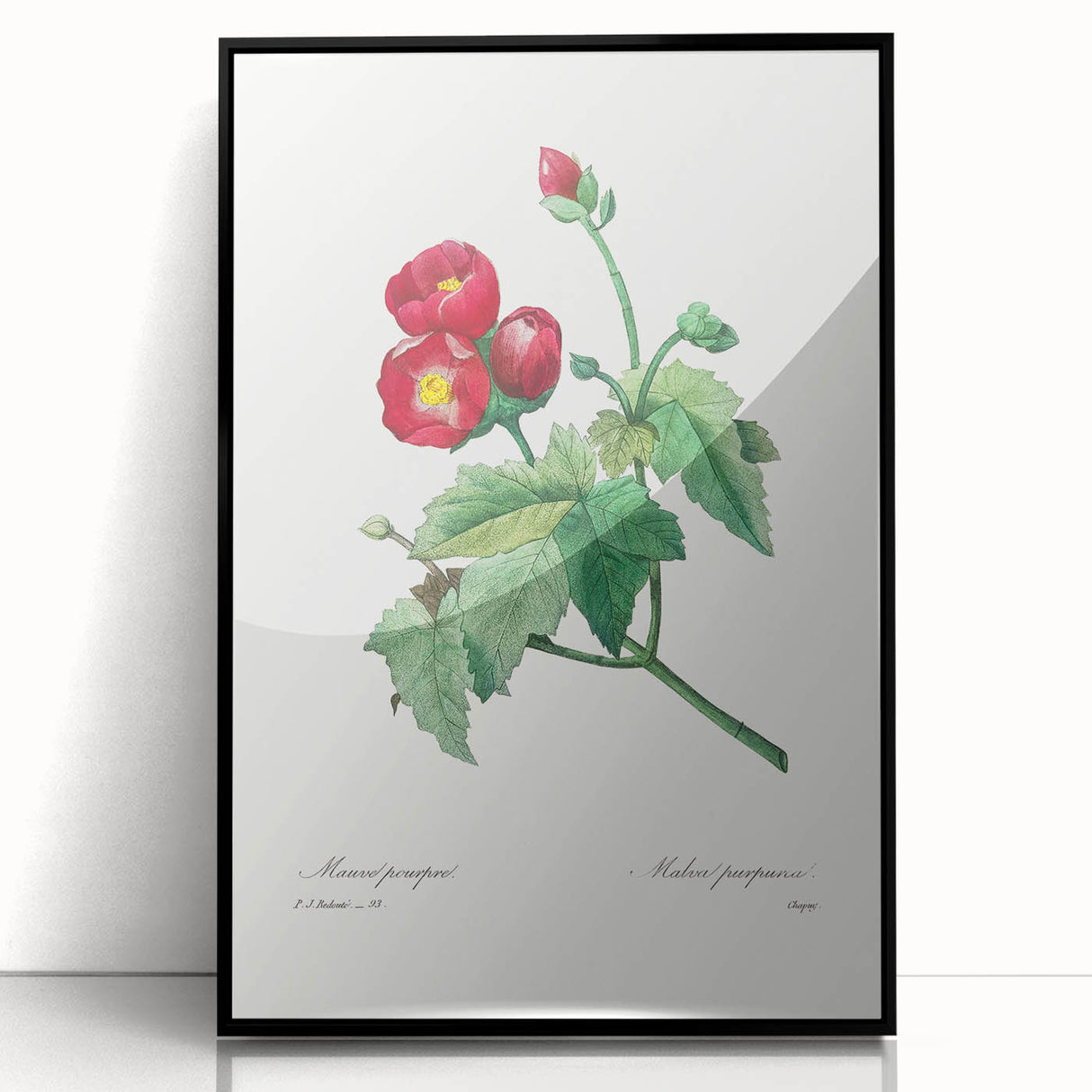 Neoclassical Art Prints: Purple Mallow by Pierre-Joseph Redouté