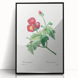 Neoclassical Art Prints: Purple Mallow by Pierre-Joseph Redouté