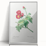 Neoclassical Art Prints: Purple Mallow by Pierre-Joseph Redouté