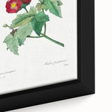 Neoclassical Art Prints: Purple Mallow by Pierre-Joseph Redouté