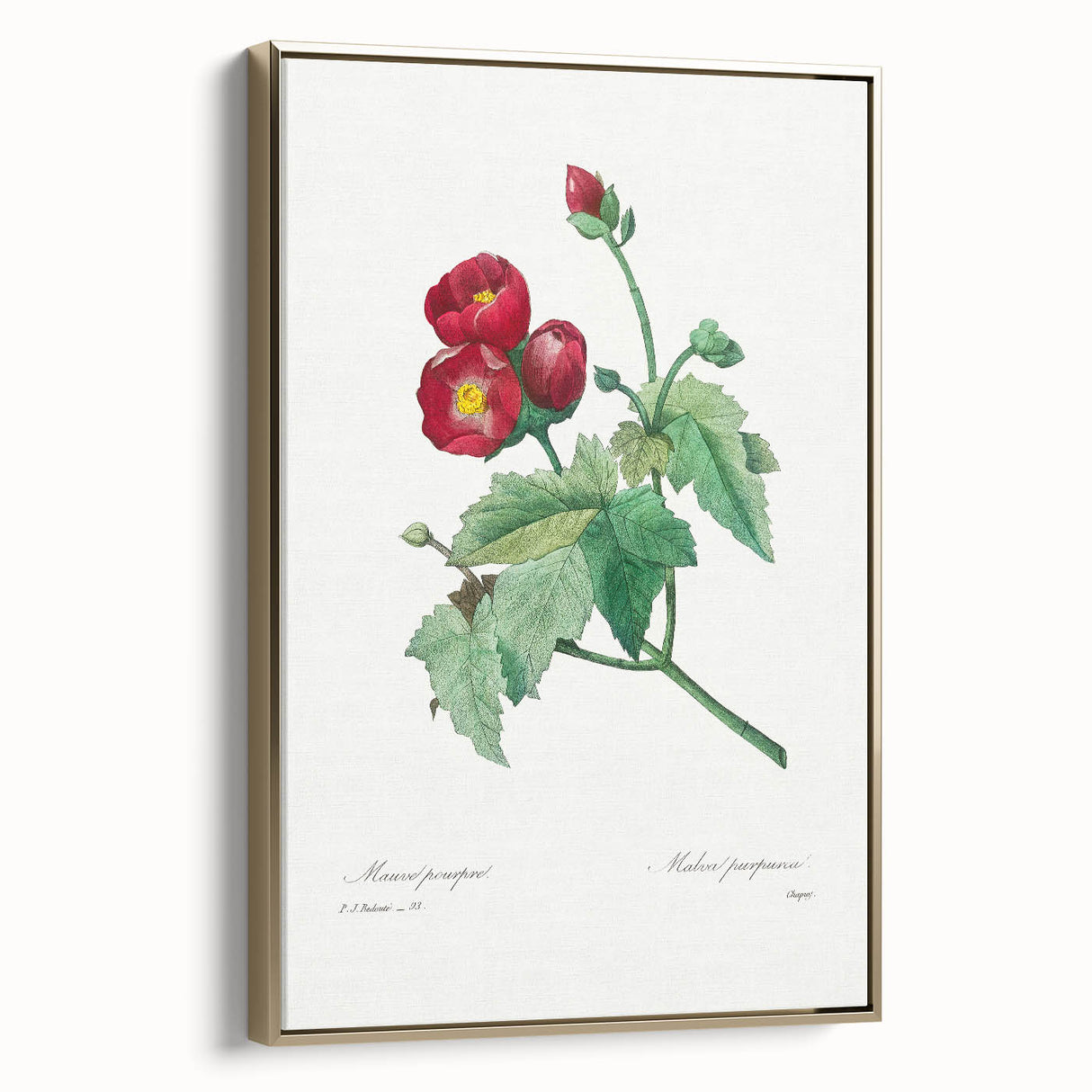 Neoclassical Art Prints: Purple Mallow by Pierre-Joseph Redouté