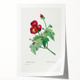 Neoclassical Art Prints: Purple Mallow by Pierre-Joseph Redouté