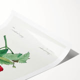 Neoclassical Art Prints: Purple Mallow by Pierre-Joseph Redouté