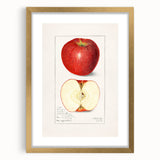 Extra large abstract art print featuring textured fruit designs in vibrant colors, framed in gold.