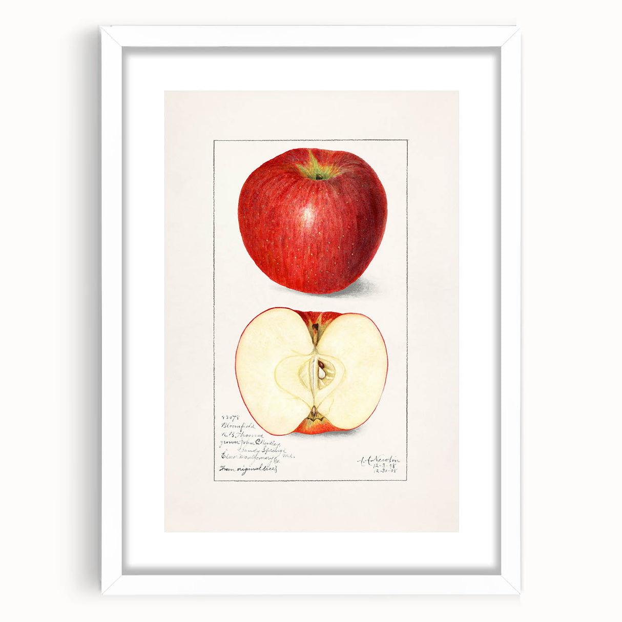 Abstract art print of assorted fruits in vibrant colors, framed with a white mat, suitable for dining room decor.
