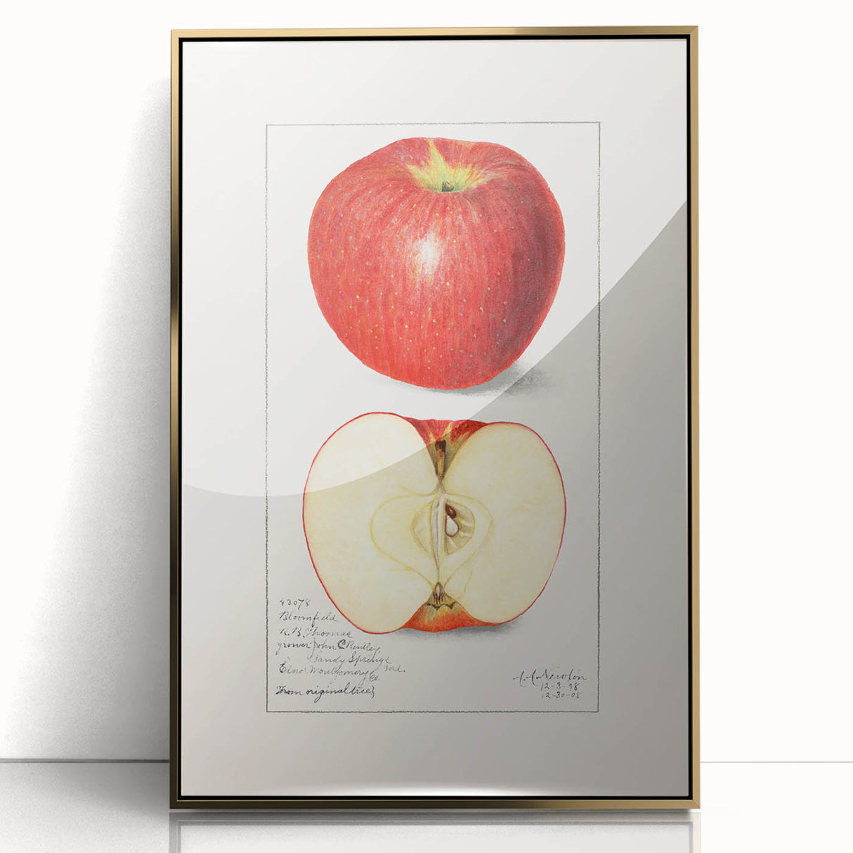Large acrylic print of colorful fruits in mid-century modernist style, ideal for modern kitchen decor.