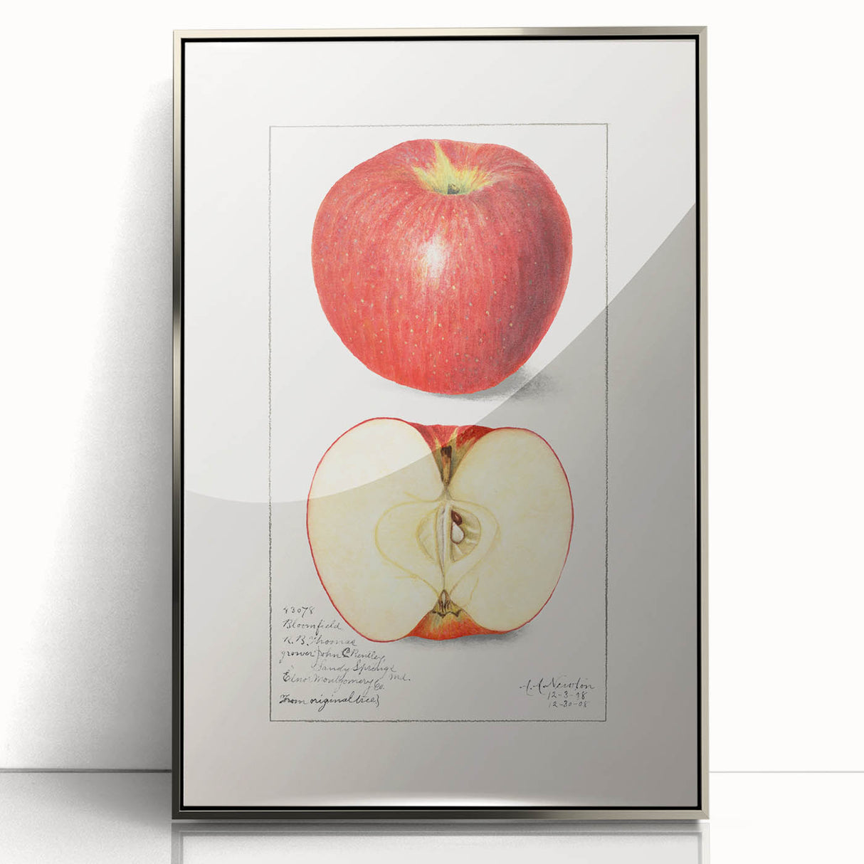 Mid-century modernist art featuring assorted fruits in vibrant colors on a silver-framed acrylic print.