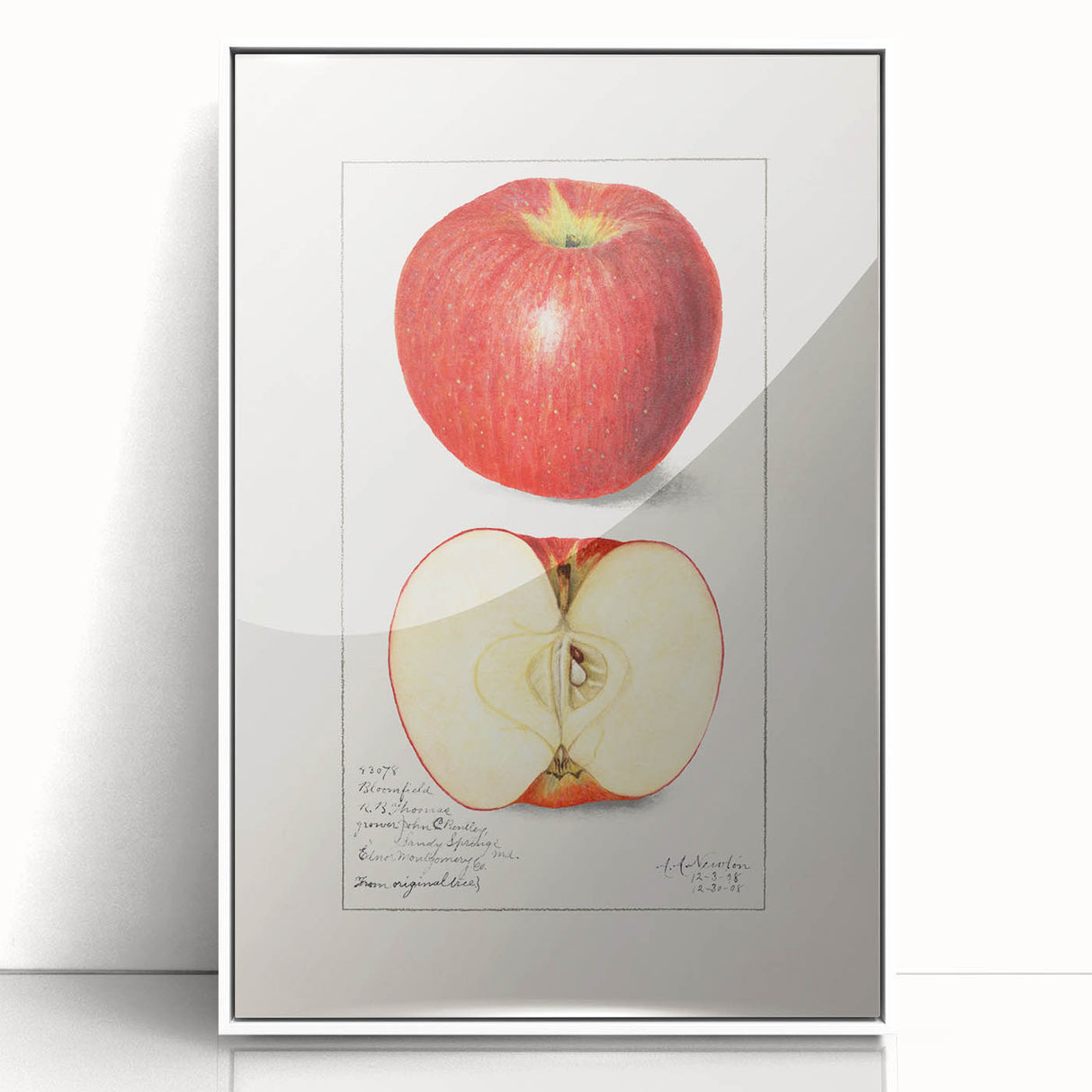 Modern art wall decor featuring an array of fruits in a minimalist style, acrylic print framed in white.