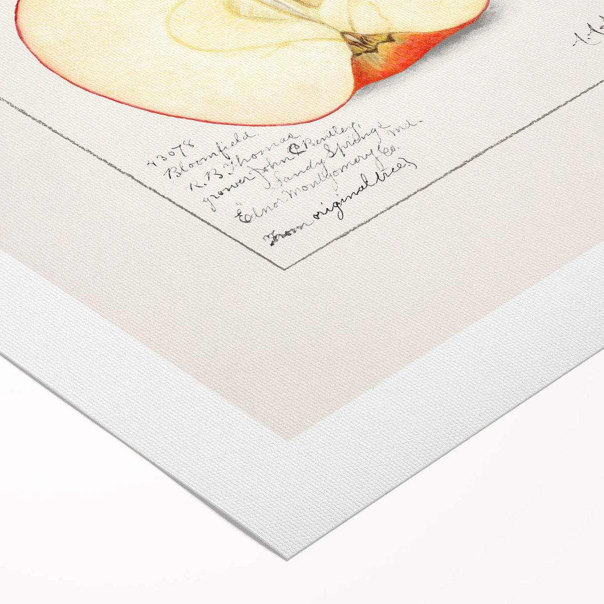 Art deco poster featuring assorted fruits in bold colors on rolled canvas, suitable for dining room wall art.