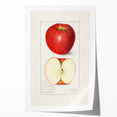 Rolled print of assorted fruits in vibrant colors on a white background, ideal for dining room wall art.