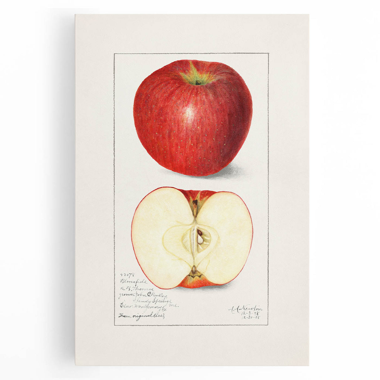 Black and white canvas print of assorted fruits, ideal for kitchen wall art.