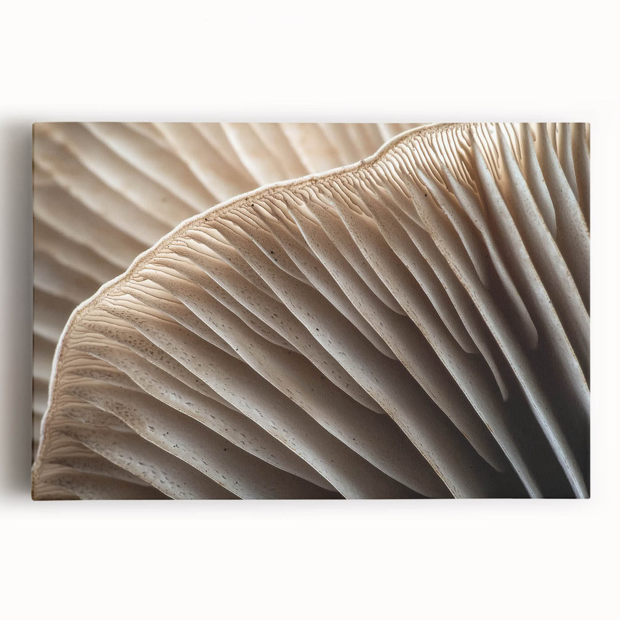 Black and white close-up floral image on a large stretched canvas, suitable for kitchen wall art.