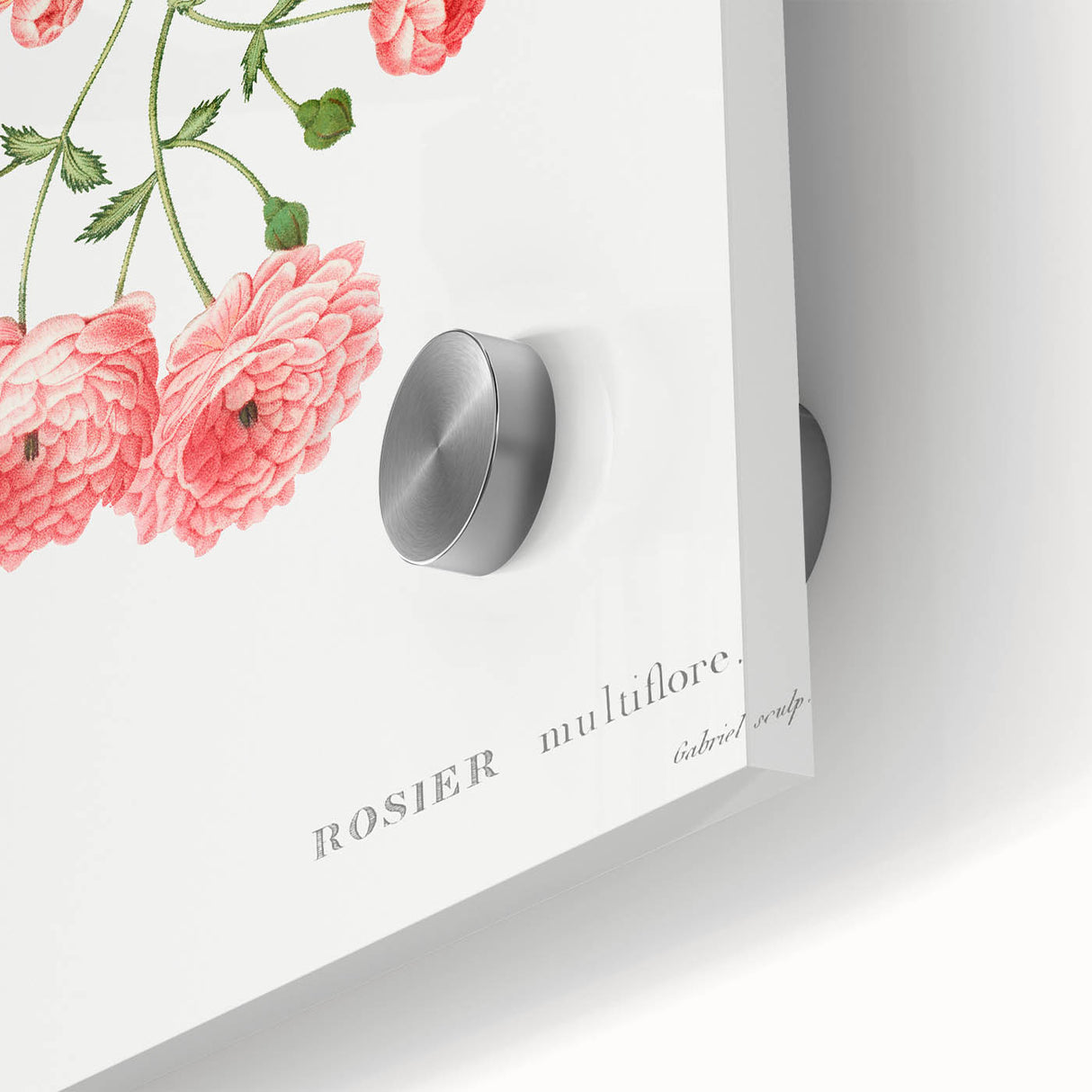 Neoclassical Art Prints: Rambler Rose (Rosa Multiflora) by Redouté