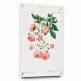 Neoclassical Art Prints: Rambler Rose (Rosa Multiflora) by Redouté