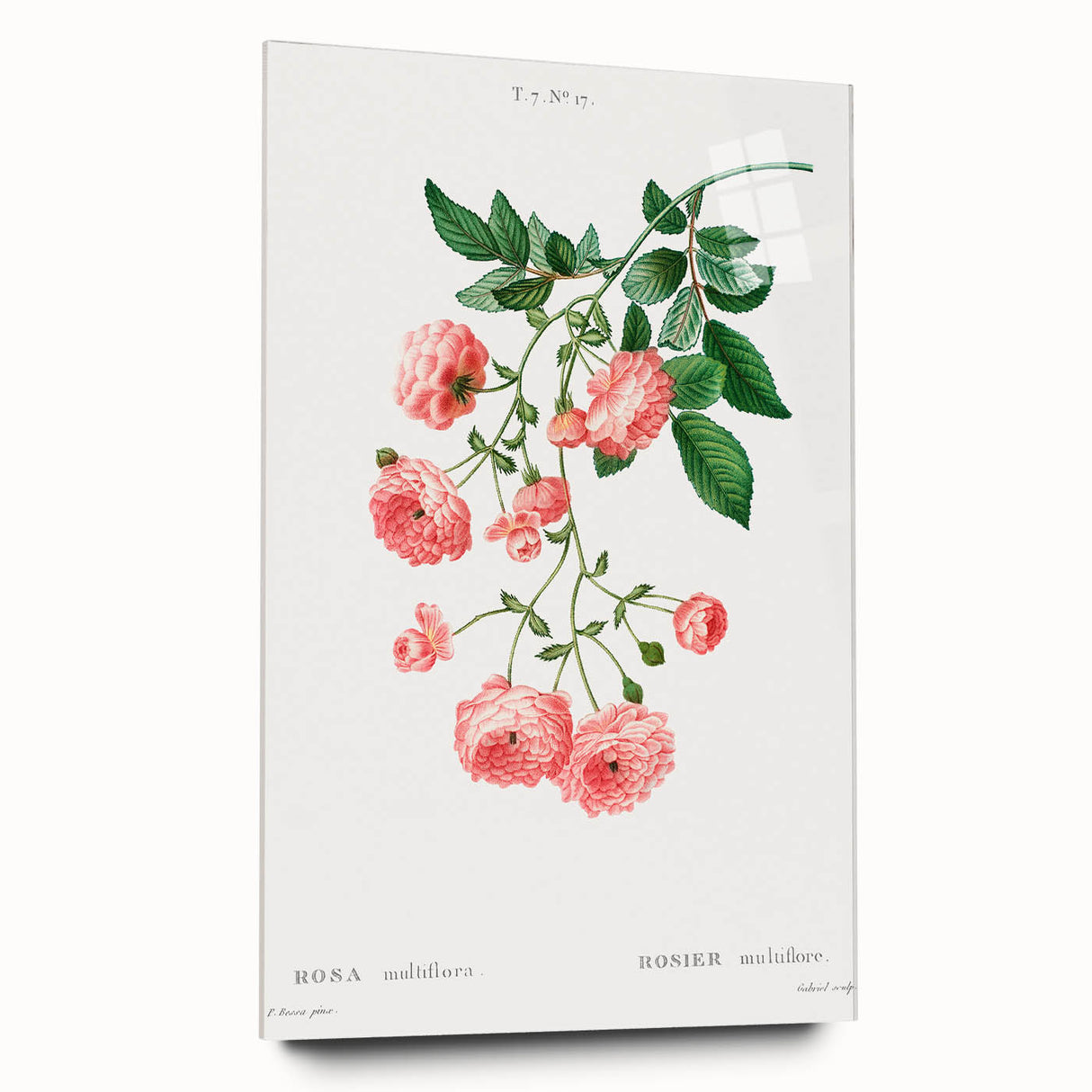 Neoclassical Art Prints: Rambler Rose (Rosa Multiflora) by Redouté