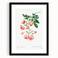 Neoclassical Art Prints: Rambler Rose (Rosa Multiflora) by Redouté