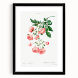 Neoclassical Art Prints: Rambler Rose (Rosa Multiflora) by Redouté