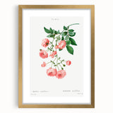 Neoclassical Art Prints: Rambler Rose (Rosa Multiflora) by Redouté