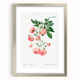 Neoclassical Art Prints: Rambler Rose (Rosa Multiflora) by Redouté