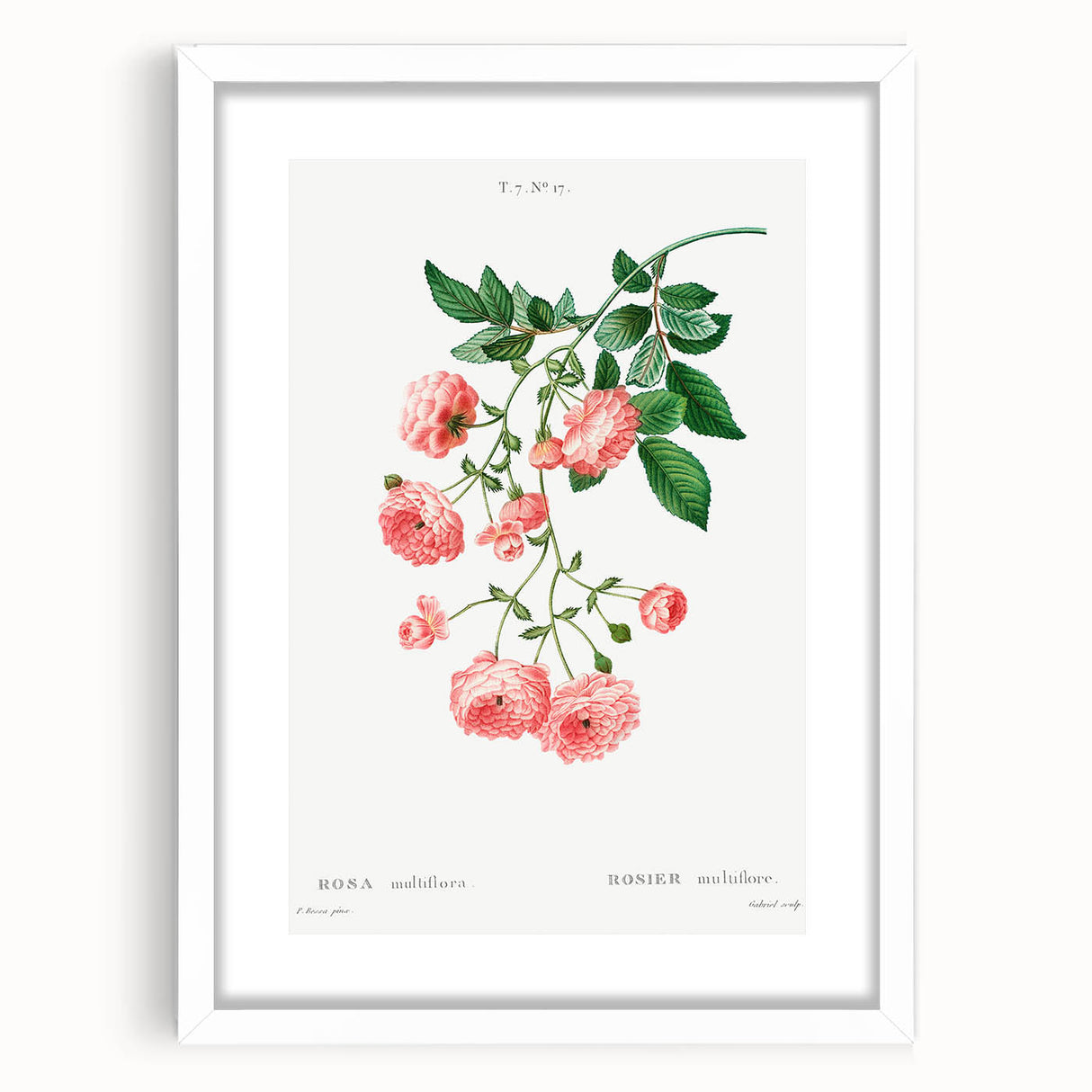 Neoclassical Art Prints: Rambler Rose (Rosa Multiflora) by Redouté