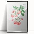 Neoclassical Art Prints: Rambler Rose (Rosa Multiflora) by Redouté