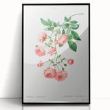 Neoclassical Art Prints: Rambler Rose (Rosa Multiflora) by Redouté