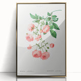 Neoclassical Art Prints: Rambler Rose (Rosa Multiflora) by Redouté