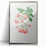 Neoclassical Art Prints: Rambler Rose (Rosa Multiflora) by Redouté