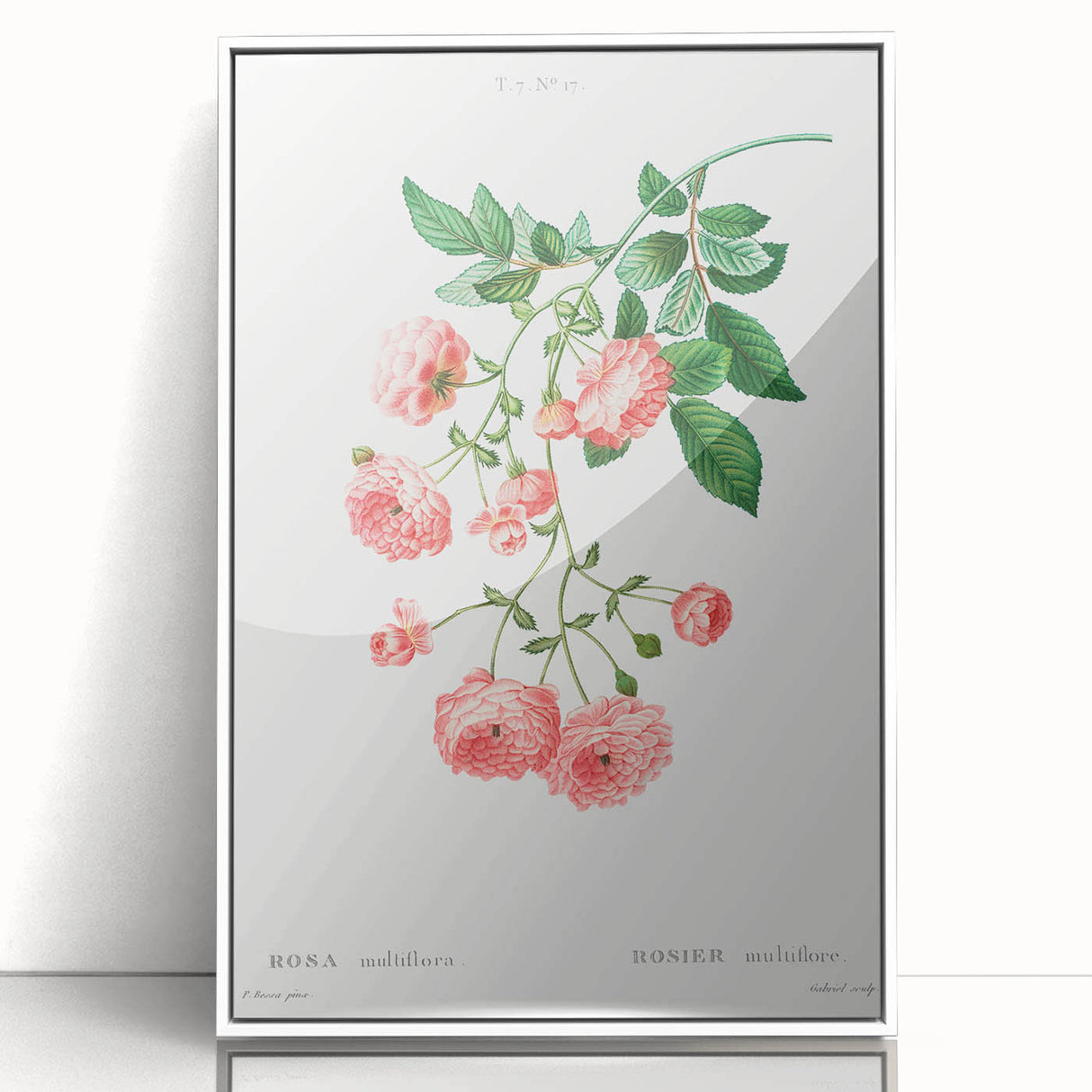 Neoclassical Art Prints: Rambler Rose (Rosa Multiflora) by Redouté