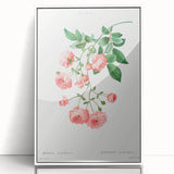 Neoclassical Art Prints: Rambler Rose (Rosa Multiflora) by Redouté